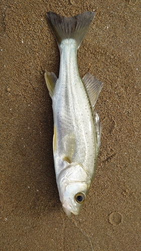 セイゴ（タイリクスズキ）の釣果