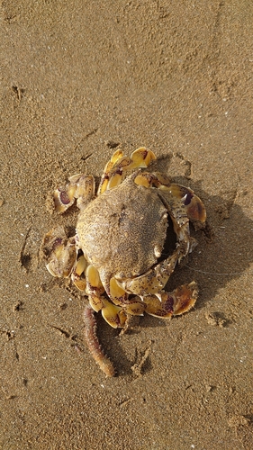 カニの釣果