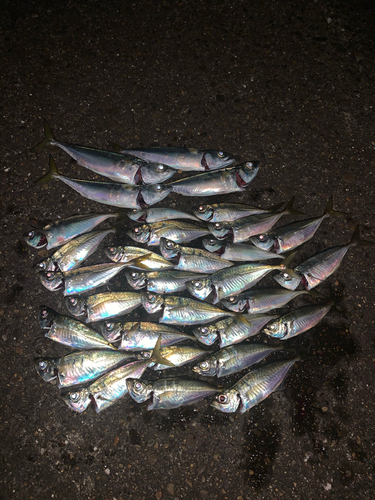 アジの釣果