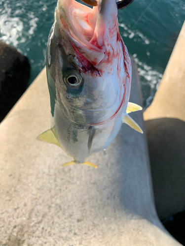 イナダの釣果