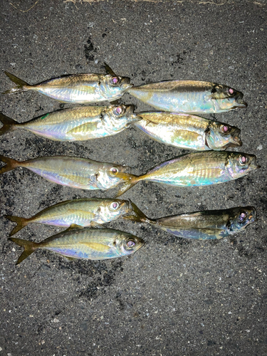 アジの釣果