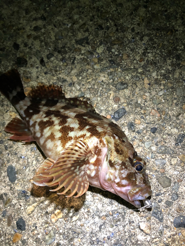 カサゴの釣果