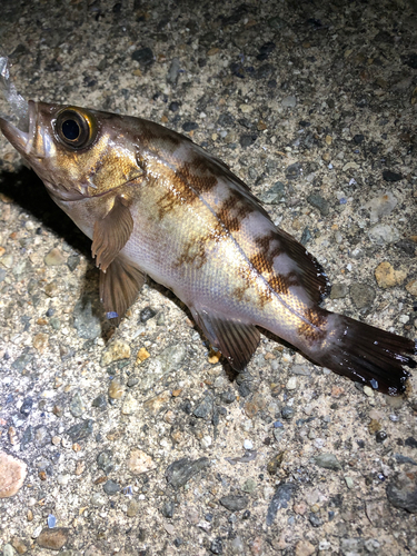 メバルの釣果