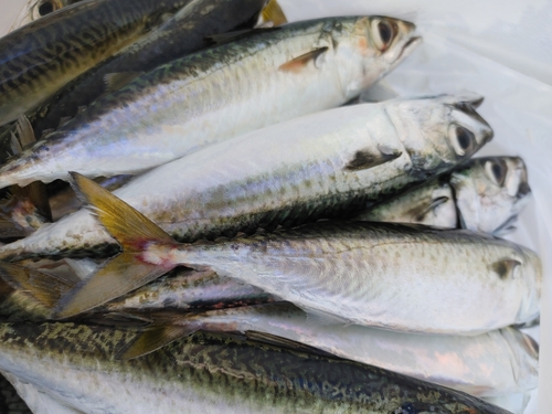 ゴマサバの釣果