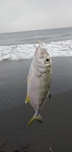 メッキの釣果