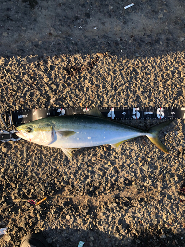 メジロの釣果