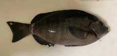メジナの釣果
