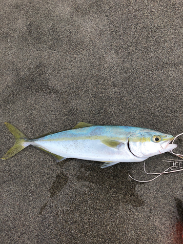 ワカシの釣果