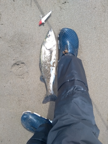 フッコ（マルスズキ）の釣果