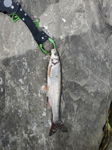 マルタウグイの釣果