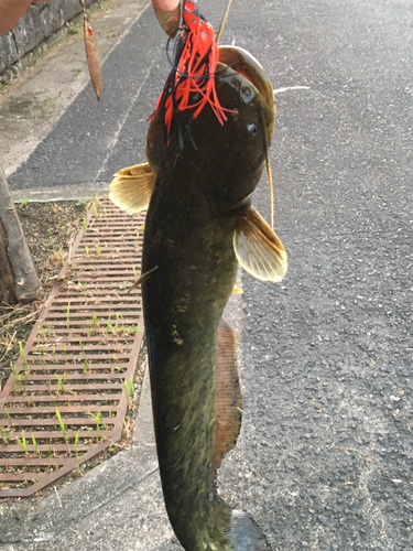 ナマズの釣果