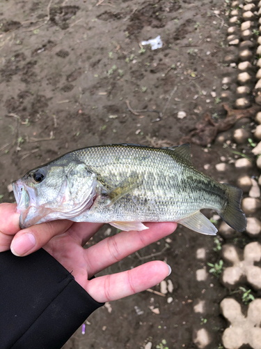 ラージマウスバスの釣果