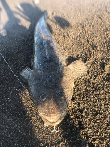 マゴチの釣果