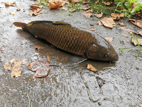 コイの釣果