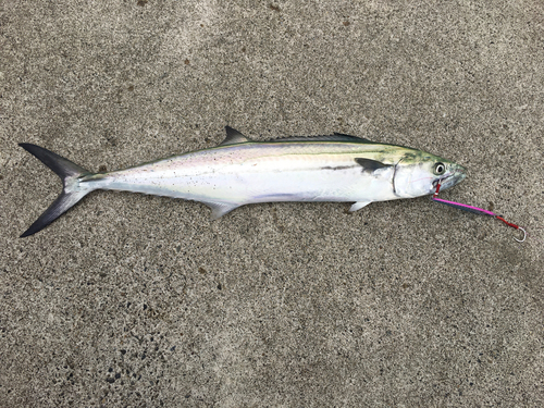 サゴシの釣果