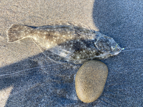 ソゲの釣果