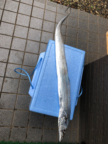 タチウオの釣果