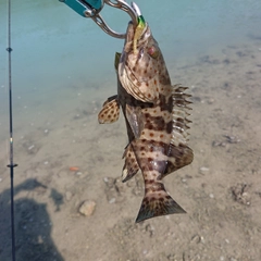 チャイロマルハタの釣果