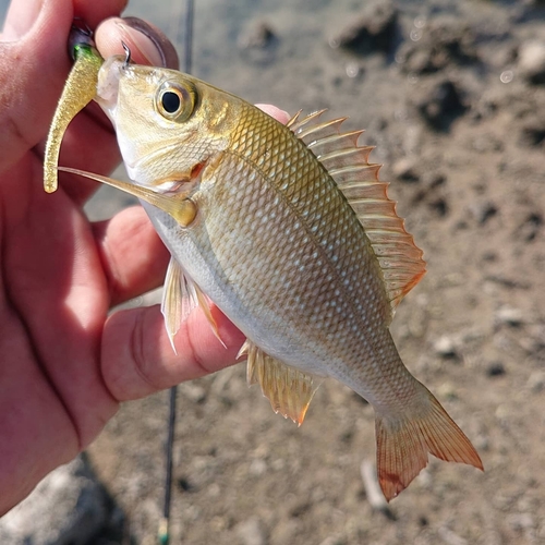 タマンの釣果