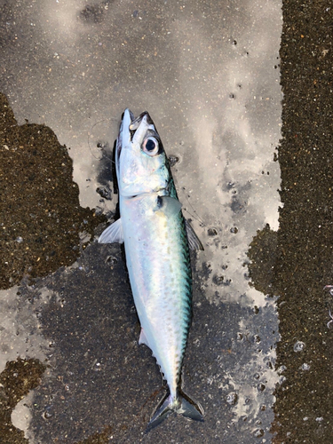 サバの釣果