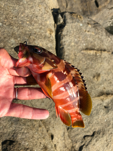 アカハタの釣果