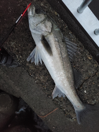 フッコ（タイリクスズキ）の釣果