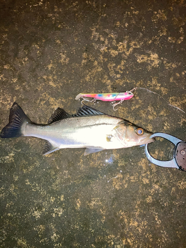 セイゴ（マルスズキ）の釣果