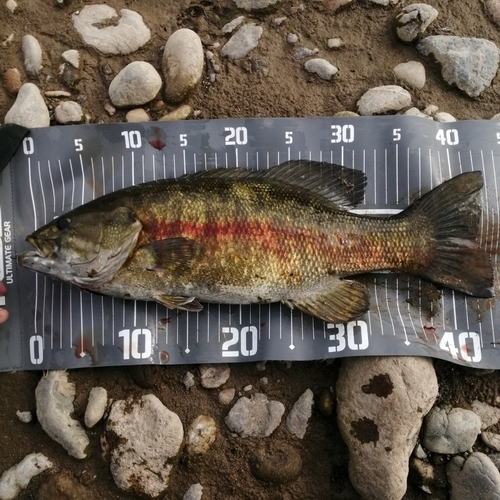 スモールマウスバスの釣果