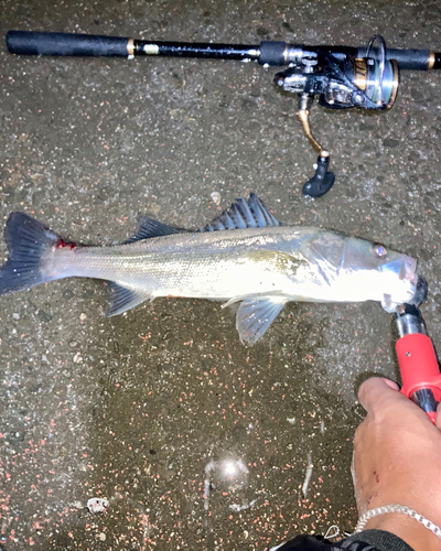 シーバスの釣果