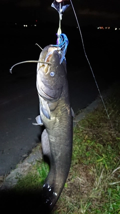 ナマズの釣果