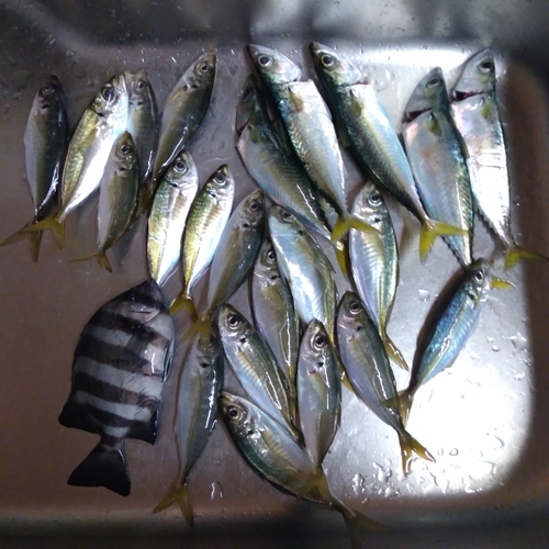 アジの釣果