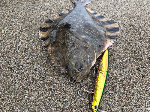 ヌマガレイの釣果