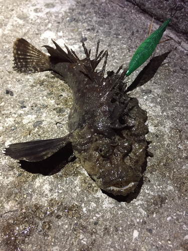 オニオコゼの釣果