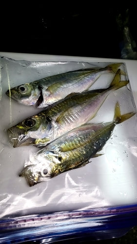 アジの釣果