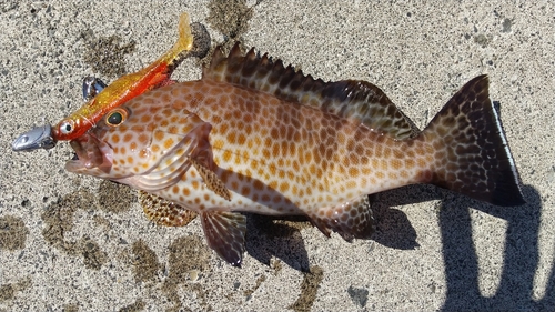 オオモンハタの釣果