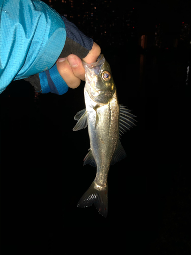 スズキの釣果