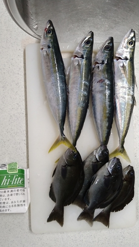 ムロアジの釣果