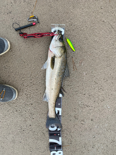 シーバスの釣果