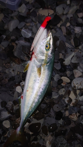 イナダの釣果