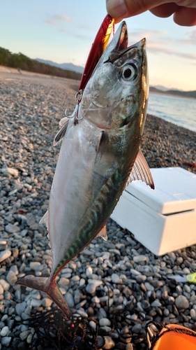 スマガツオの釣果