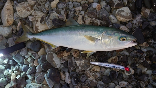 イナダの釣果