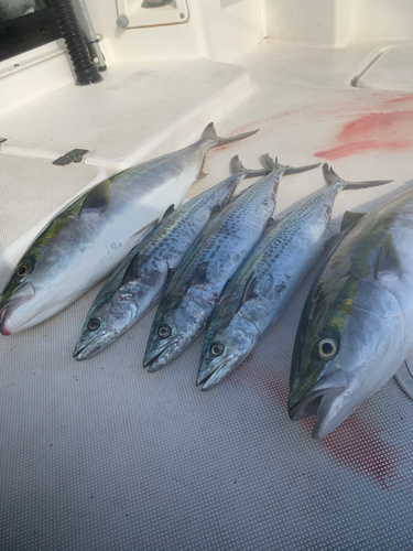 ハマチの釣果