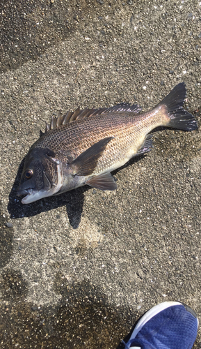 チヌの釣果