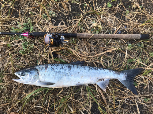 サケの釣果