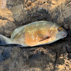 オシャレコショウダイの釣果