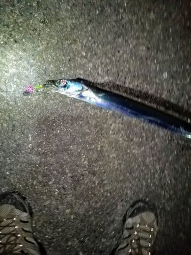 タチウオの釣果