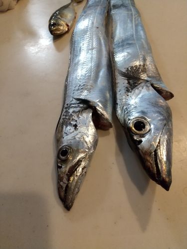 タチウオの釣果