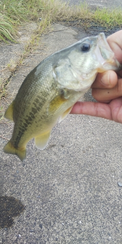 ラージマウスバスの釣果