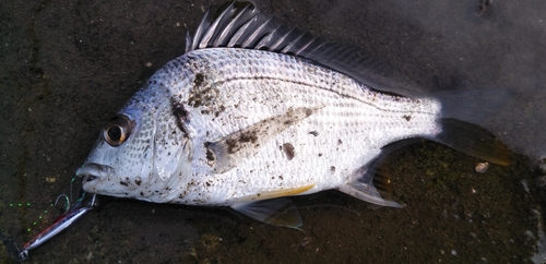 キビレの釣果