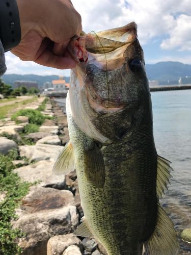 ブラックバスの釣果